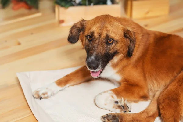 Portrait Stray Dog Head Red Dog Close Dog Taken Shelter — Stock Photo, Image