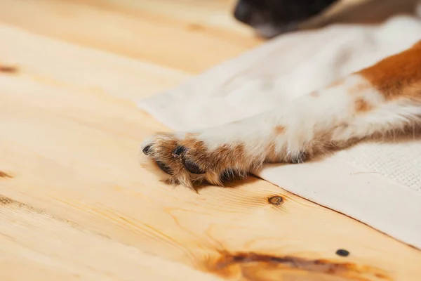 Paws Stray Dog Hind Legs Red Dog Close Hair Dog — Stock Photo, Image