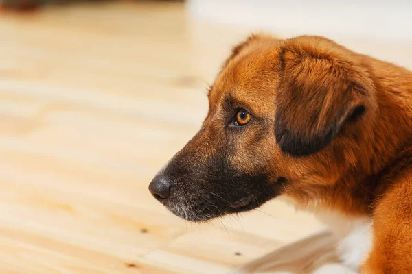 Portrait Stray Dog Head Red Dog Close Dog Taken Shelter — Stock Photo, Image