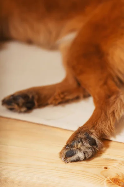 Paws Stray Dog Hind Legs Red Dog Close Hair Dog — Stock Photo, Image