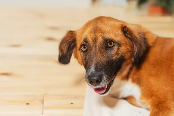 Portrait Stray Dog Head Red Dog Close Dog Taken Shelter — Stock Photo, Image