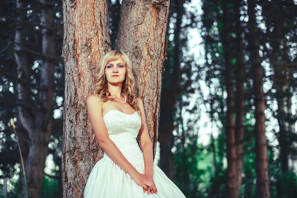 소나무 숲에서 드레스를 저녁때 가운을 있었습니다 나무를 배경으로 — 스톡 사진