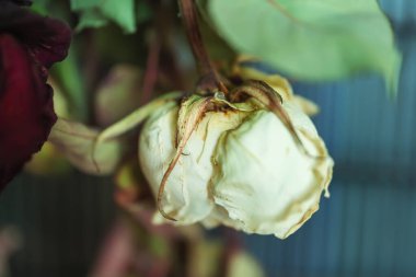 Beyaz kremalı, kurutulmuş gül. Kuru gül yakın plan. Beyaz solmuş gül Bud.