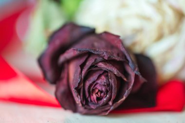 Kırmızı kestane rengi kurumuş gül. Kuru gül yakın plan. Kırmızı solmuş gül Bud.