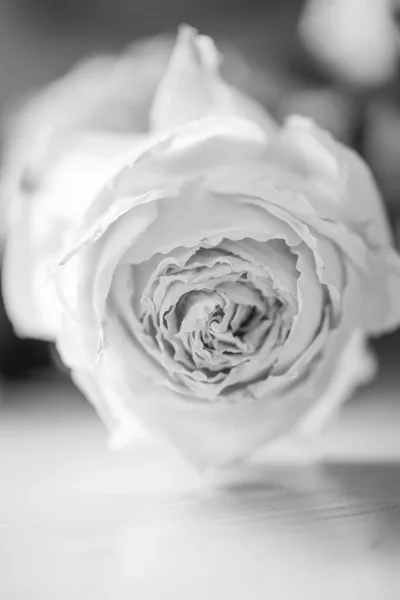 White cream dried rose. Dry rose close-up. White withered rose Bud