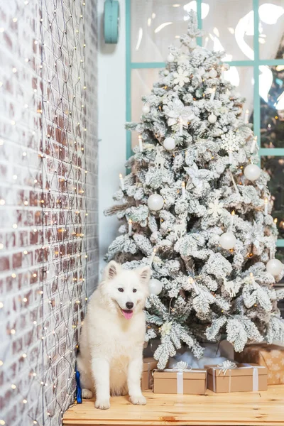 Branca Neve Cão Fofo Samoyed Laika Perto Árvore Natal Casca — Fotografia de Stock