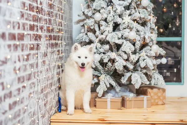 Branca Neve Cão Fofo Samoyed Laika Perto Árvore Natal Casca — Fotografia de Stock