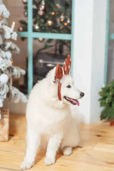 雪の白いふわふわの犬クリスマスツリーの近くに鹿の角キャップの縁を持つSamoyed Laika クリスマスの装飾の背景に白いハスキー ポーチの大きな白い犬 — ストック写真