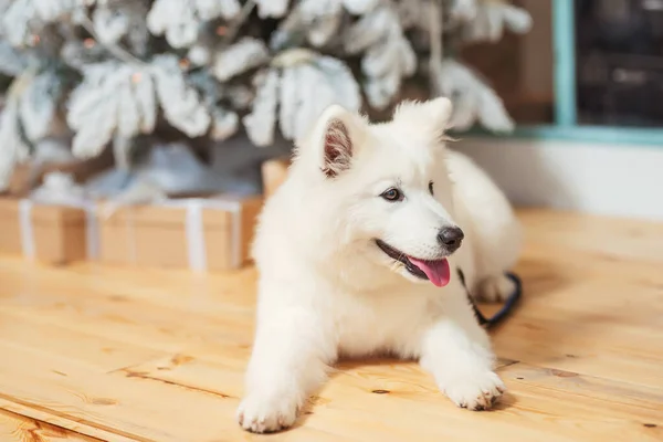 雪の白いふわふわの犬クリスマスツリーの近くにサモイライカ クリスマスの装飾の背景に白いハスキー ポーチの大きな白い犬 — ストック写真