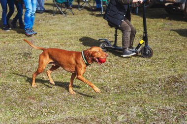 Av köpeği kırmızı sarı turuncu kısa saçlı. Tasmasız bir köpek yürüyüşe çıktı. Parkta kırmızı topla oynayan bir köpek.