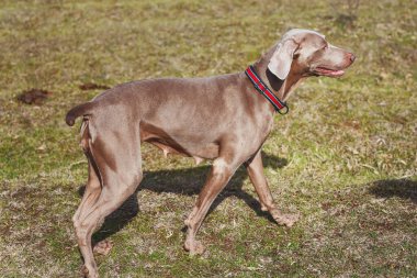 Weimaraner cinsinin av köpeği. Gri kısa saçlı köpek. Weimaraner tasmasız bir yürüyüşçü.