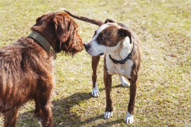 Bir teriyer köpeği bir pitbulla yürüyüş yaparken karşılaşır. Kahverengi köpek surat ve yakın plan Pete. Yeşil çimlerin üzerinde iki köpeğin yüzü.