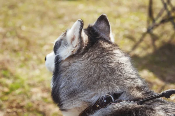 Husky Nin Kafasının Arkasını Yakın Çekim Yarı Bir Köpeğin Kafasında — Stok fotoğraf