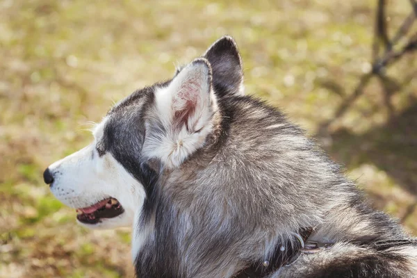 Husky Nin Kafasının Arkasını Yakın Çekim Yarı Bir Köpeğin Kafasında — Stok fotoğraf