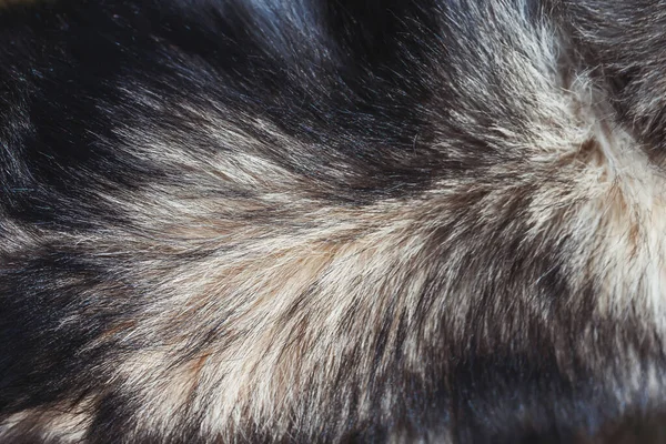 Husky Wolle Aus Nächster Nähe Schwarze Und Weiße Haare Eines — Stockfoto
