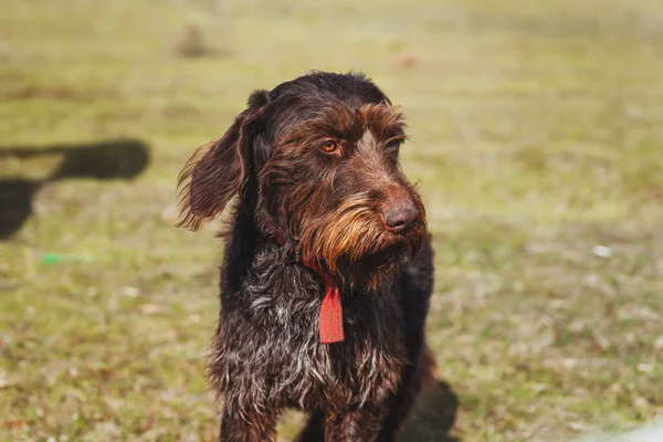 A Terrier dog on a walk. Muzzle of a brown dog close-up. Dog's face on a green background