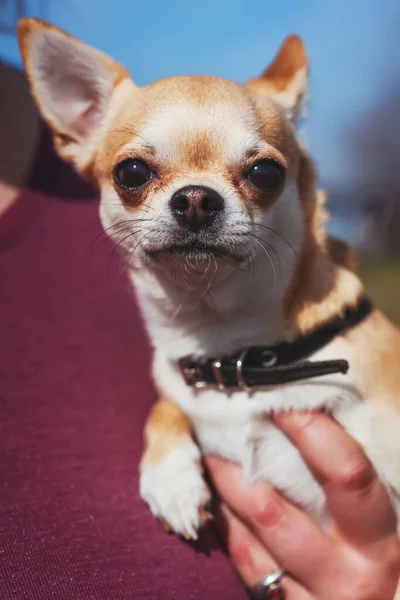 Chihuahua Hund Med Svart Krage Närbild Porträtt Munstycke Vuxen Brun — Stockfoto