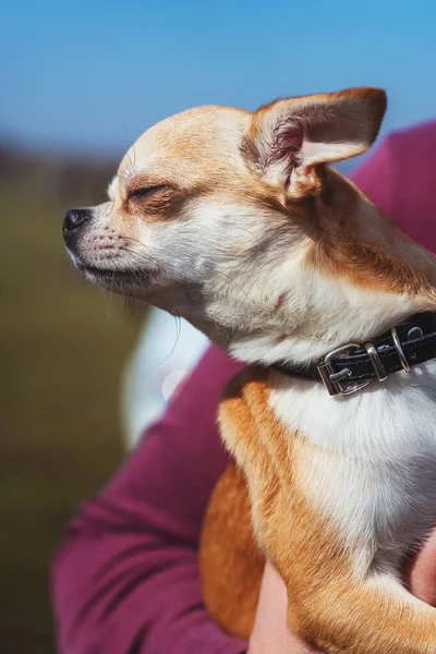 Chihuahua Dog Black Collar Close Portrait Muzzle Adult Brown Yellow — Stock Photo, Image