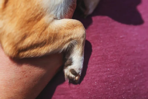 Front Paw Chihuahua Dog Close Leg Adult Chihuahua Brown Yellow — Stock Photo, Image
