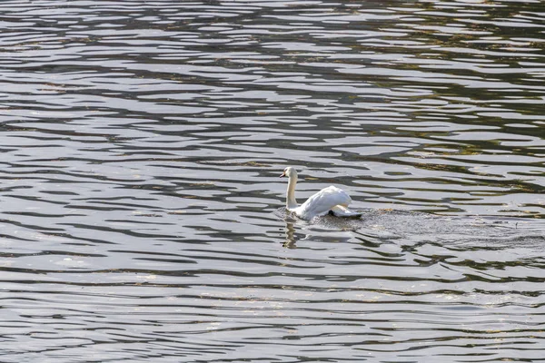 Um belo cisne branco nadando no rio Vltava em Praga, República Tcheca — Fotografia de Stock