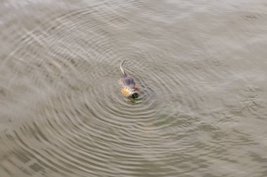 Bir bitki yemek yetişkin kunduz. Gölde bir kunduz. Su akşam Beaver.