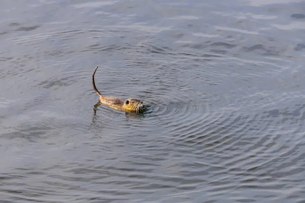 Um castor adulto a comer uma planta. Castor num lago. Castor na água à noite . — Fotografia de Stock
