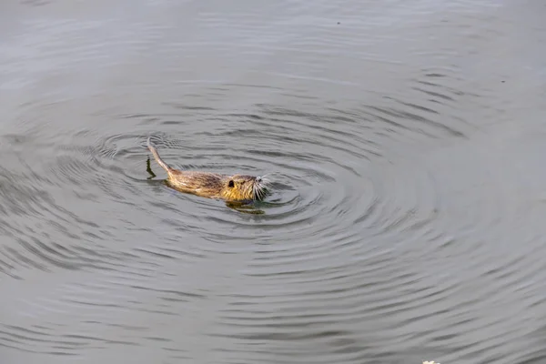 Взрослый бобр ест растение. Бобер в озере. Вечером пьем в воде . — стоковое фото