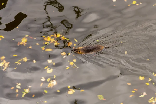 Um castor adulto a comer uma planta. Castor num lago. Castor na água à noite . — Fotografia de Stock