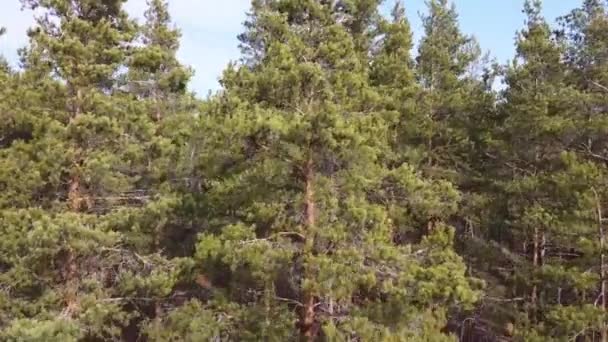 Vista aérea do rio Vuoksi, a floresta e o assentamento no dia de outono, Losevo, Oblast de Leningrado, Rússia — Vídeo de Stock