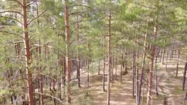 Vuoksi nehrinin, ormanın ve sonbahar günündeki yerleşim yerinin havadan görünüşü, Losevo, Leningrad Oblastı, Rusya