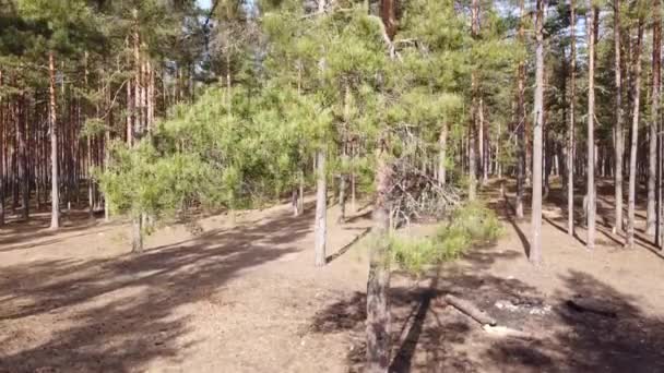 Pemandangan udara sungai Vuoksi, hutan dan pemukiman di hari musim gugur, Losevo, Oblast Leningrad, Rusia — Stok Video