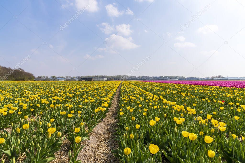 A view of tulip fields in springtime, Holland, the Netherlands