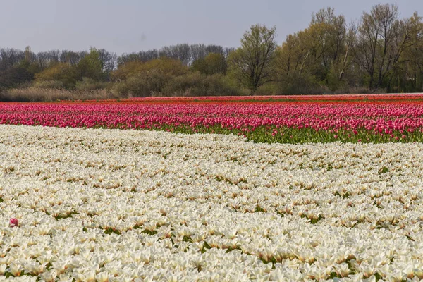 Vista de los campos de tulipanes en primavera, Holanda, Países Bajos —  Fotos de Stock