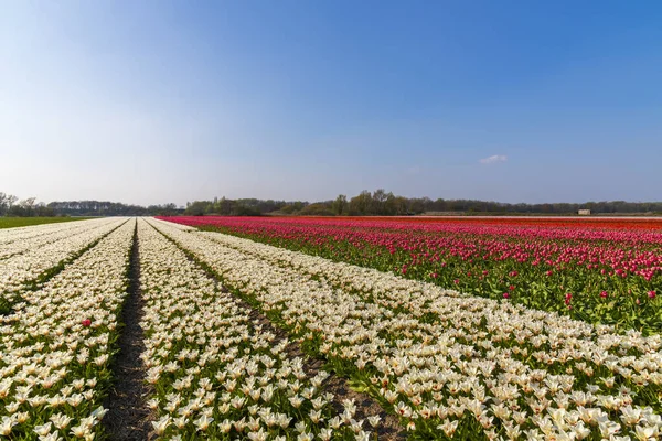 Vista de los campos de tulipanes en primavera, Holanda, Países Bajos —  Fotos de Stock