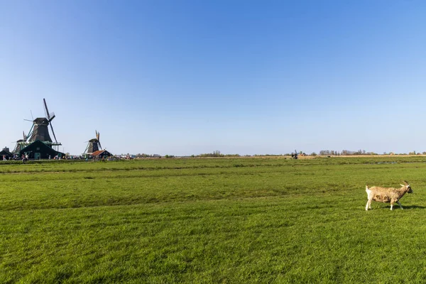 Повітряний вид старого вітряк на сільській місцевості в Нідерландах з дамбою, каналами, мостом і полями.. — стокове фото