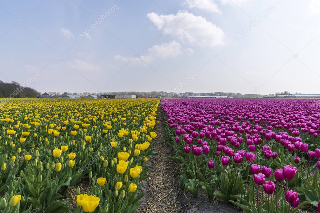 A view of tulip fields in springtime, Holland, the Netherlands