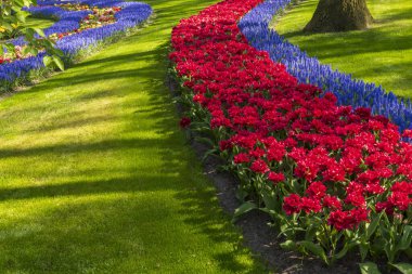 İlkbahar, Hollanda ve Hollanda 'daki lale tarlalarının manzarası