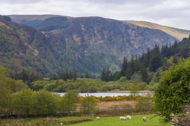 Glendalough, County Wicklow, İrlanda 'da tahta patika.