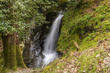 Poulanass Şelalesi Wicklow Dağları Ulusal Parkı, İrlanda.