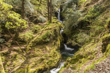 Poulanass Şelalesi Wicklow Dağları Ulusal Parkı, İrlanda.