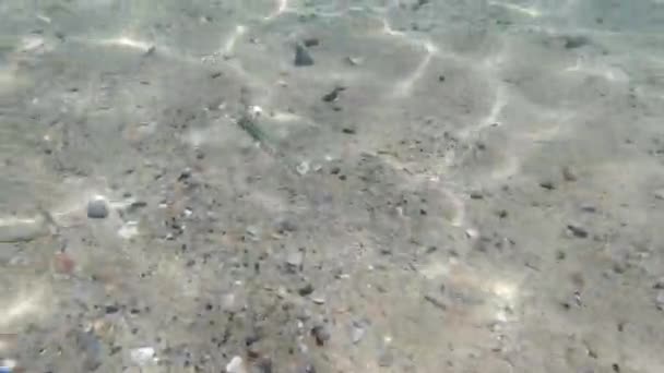 Природный фон мелких рыбок в прибрежной воде на фоне песка в Средиземном море. Крит, Греция — стоковое видео