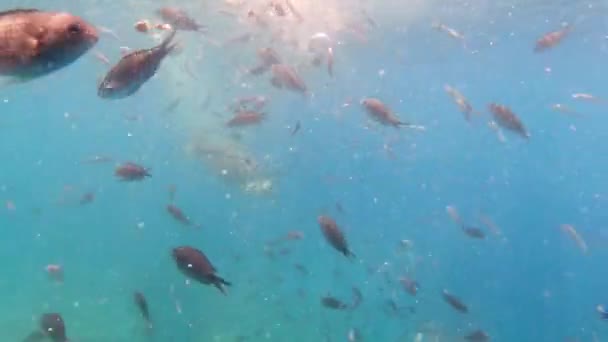 Fischschwärme mit Sonnenlicht durch Oberflächenunterwasser im Mittelmeer, Brassen sarpa salpa, sizilien, trapani, italien — Stockvideo