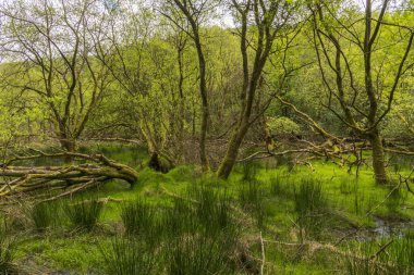 Glendalough, County Wicklow, İrlanda 'da tahta patika.