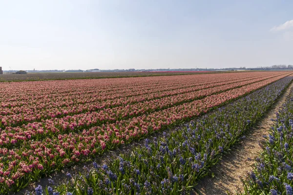 Vista de los campos de tulipanes en primavera, Holanda, Países Bajos —  Fotos de Stock