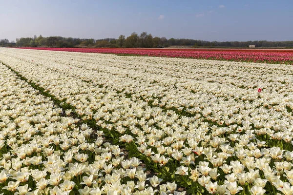 春のチューリップ畑、オランダ、オランダの景色 — ストック写真