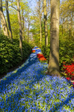 İlkbahar, Hollanda ve Hollanda 'daki lale tarlalarının manzarası