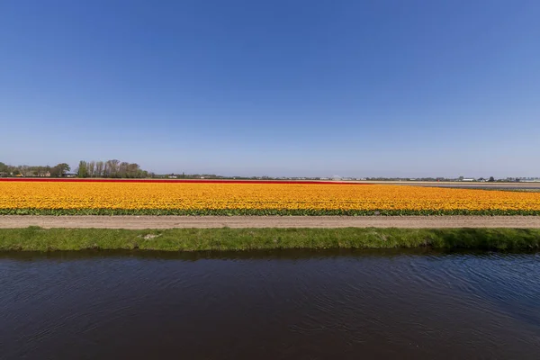 春のチューリップ畑、オランダ、オランダの景色 — ストック写真