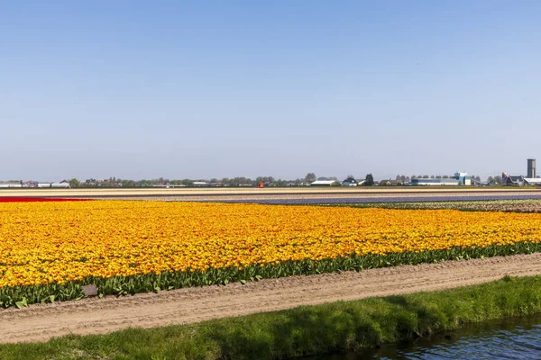 Vista de los campos de tulipanes en primavera, Holanda, Países Bajos —  Fotos de Stock