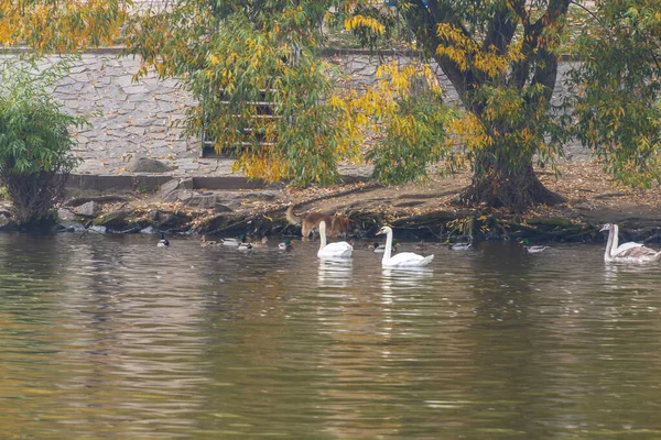 Grupo de cisnes no rio Vltava em Praga — Fotografia de Stock