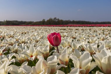 İlkbahar, Hollanda ve Hollanda 'daki lale tarlalarının manzarası